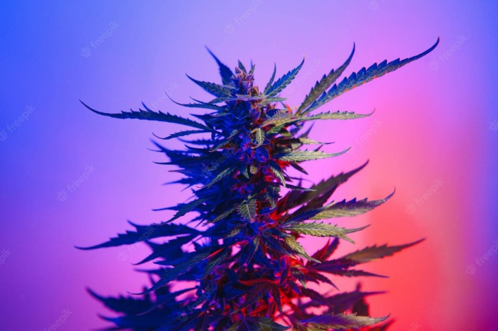 weed only darknet market