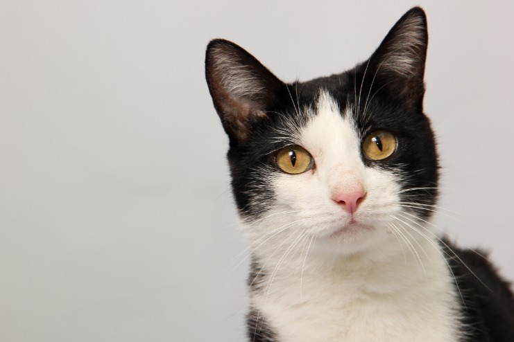 black market website review