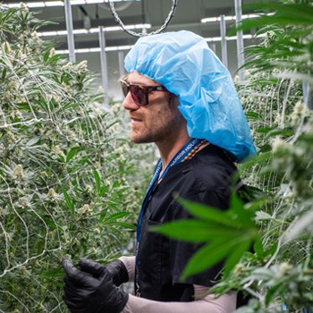 darknet cannabis markets