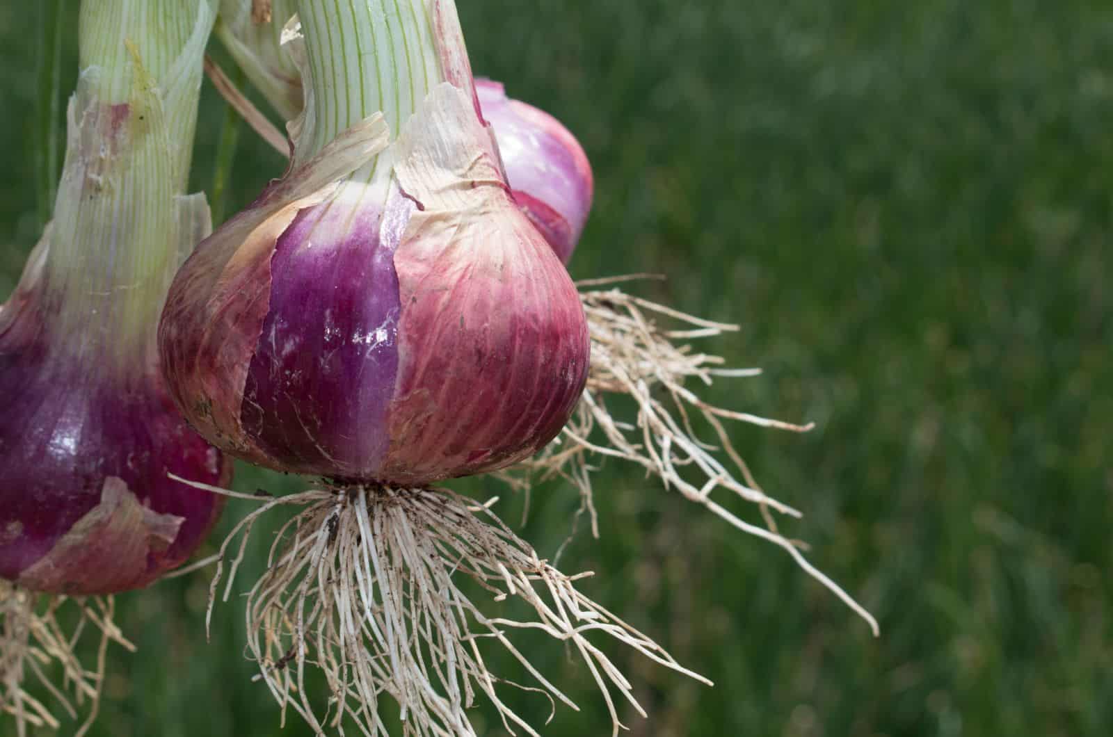 onion dark web